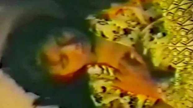 専属女優の流出ビデオ!大人気の美女が和装で激しく淫らなセックス三昧